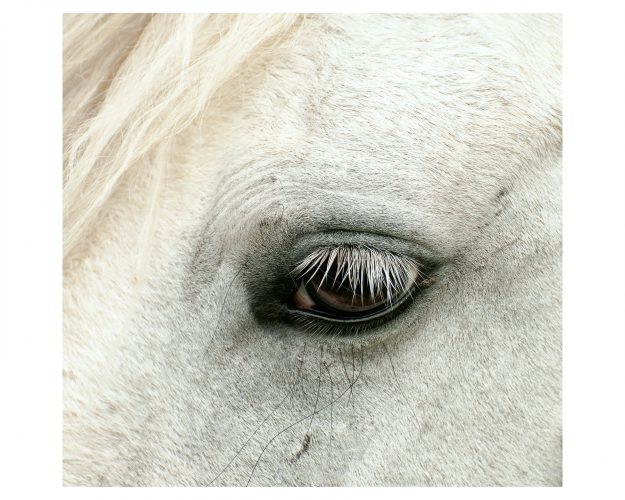 Equine